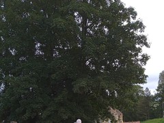 IMG_20240925_095721