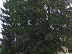 IMG_20240925_095724_1